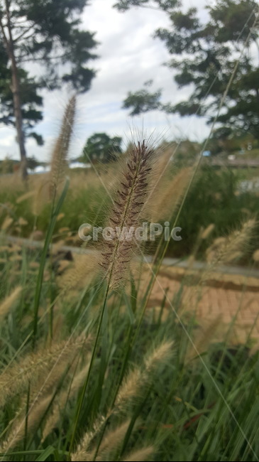 plant,강아지풀,가을,풀,잔디,식물,자연,plants,nature