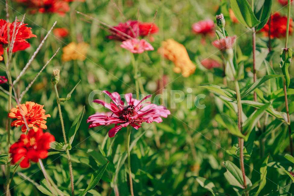 자연,식물,꽃,백일홍,초록,flower,식물,자연,plants,nature,꽃,flower