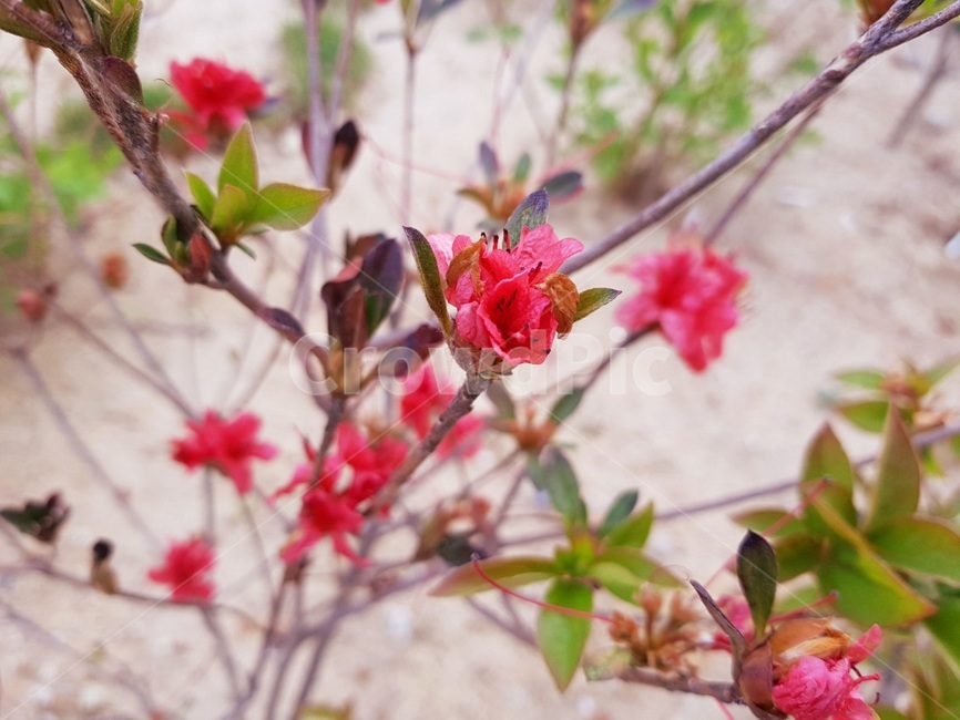아름다운꽃,핑크색,분홍색꽃,화단,식물,식물,자연,plants,nature,꽃,flower
