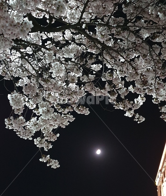밤,하늘,달,벚꽃,야경,봄,계절,spring,season,plant,식물,flower,꽃,blossom,cherry blossom