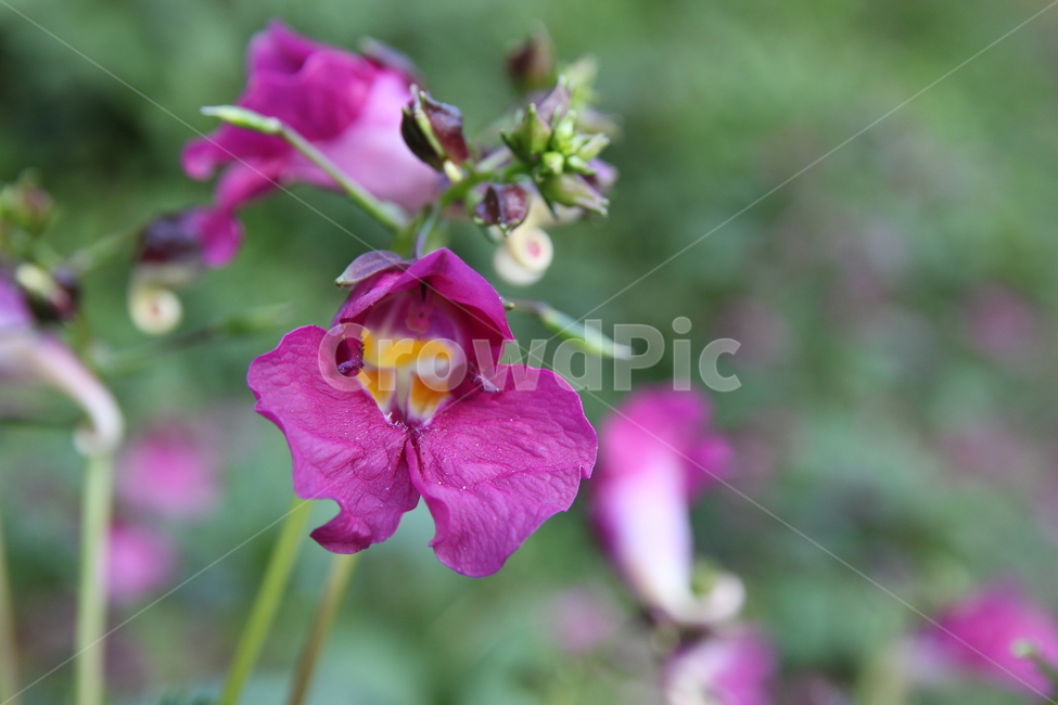 꽃,꽃잎,식물,화단,자연,분홍색꽃,보라색꽃,수목원,flower,garden