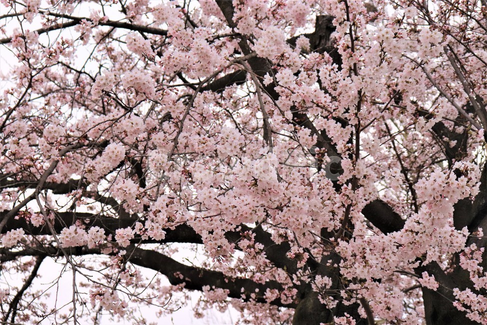 꽃,봄,벚꽃,정취,바람