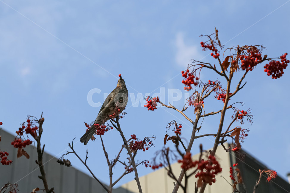 animal,동물,bird,새,finch,핀치,열매,겨울,봄,자연,풍경,힐링,휴식,나뭇가지