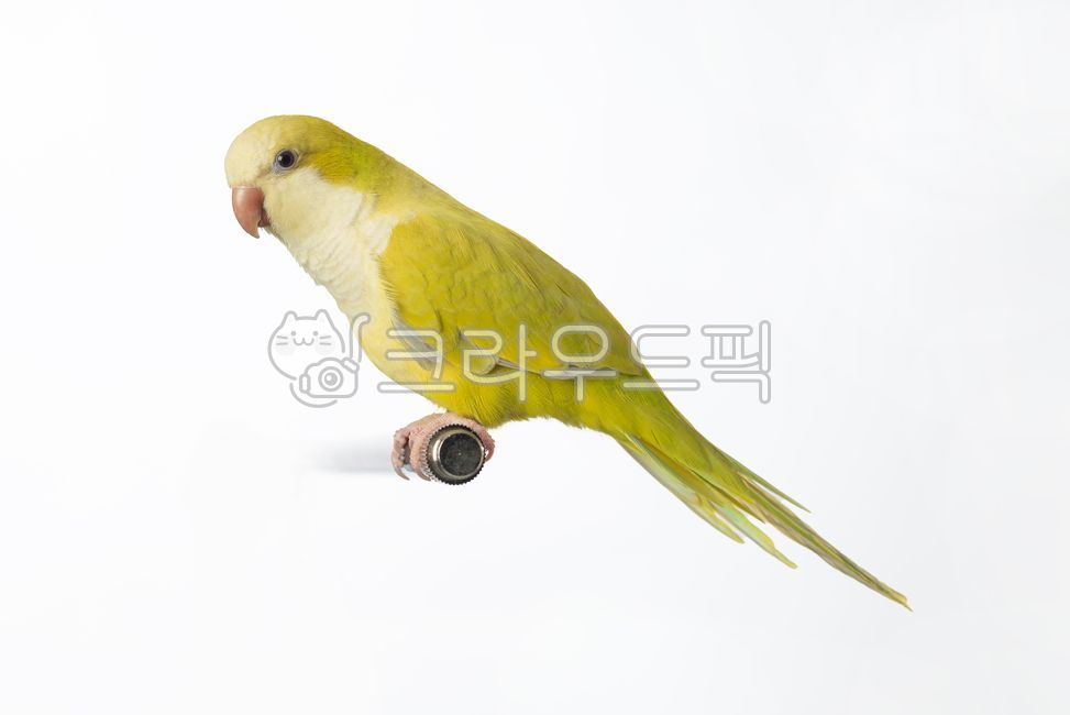 앵무새,parakeet,잉꼬,parrot,동물,새,bird,animal,동물,animal,조류,새,birds