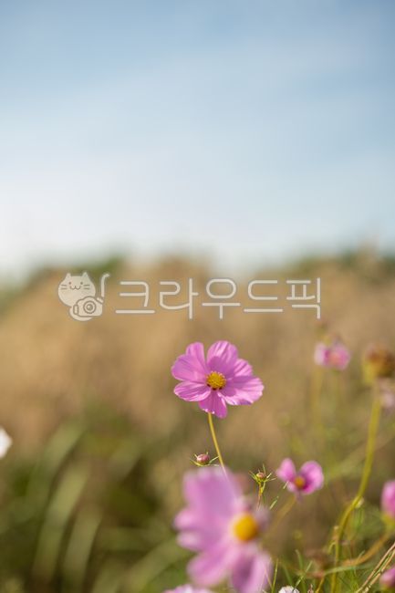 꽃,코스모스,가을,가을꽃,자연