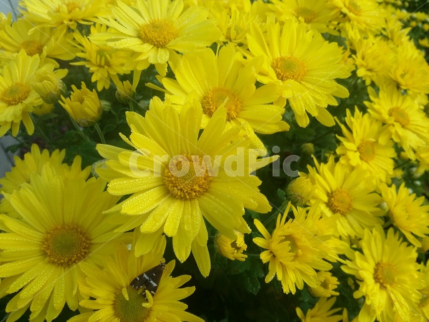plant,식물,flower,꽃,자연,노란꽃,국화,노란국화,식물,자연,plants,nature,꽃,flower