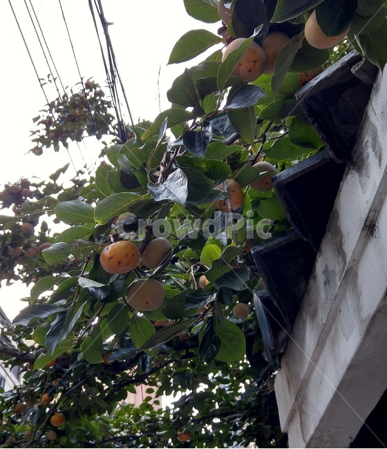 감,감나무,가을,열매,과실,식물,자연,plants,nature,나무,trees,wood,과일,열매,fruit