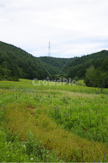 해바라기밭,꽃밭,식물,풍경,나무,초록,자연,풍경,nature,landscape,field,들,grassland,목초지,outdoors,옥외