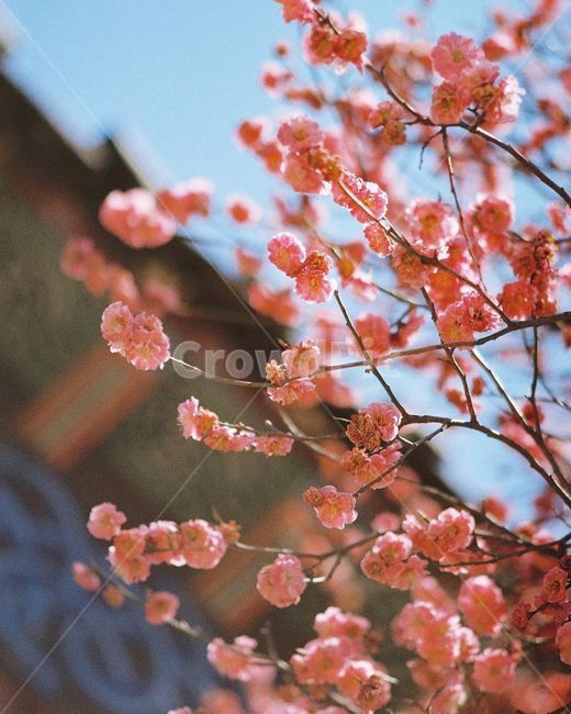 봄,매화,매화꽃,꽃,봄꽃,plant,식물,flower,봄,계절,spring,season