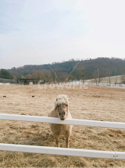 말,동물,목장,조랑말,산,horse,동물,animal,포유류,mammal,산업,industry,industrial,목축업,목장,livestock farming,ranching,pasture
