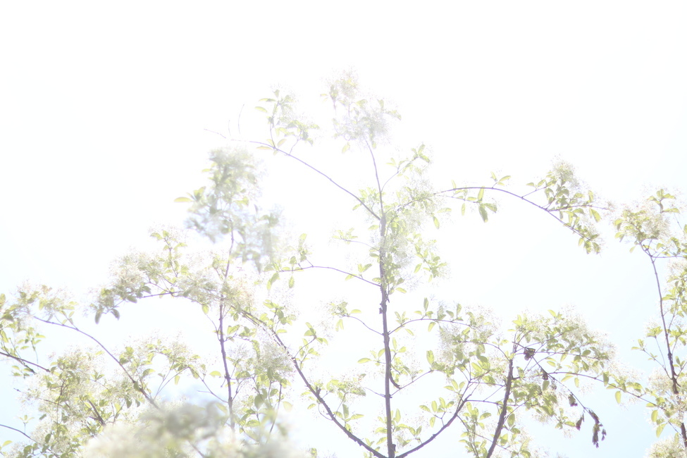 이팝나무꽃,흰색,봄,파랑하늘,맑음,식물,자연,plants,nature,나무,trees,wood