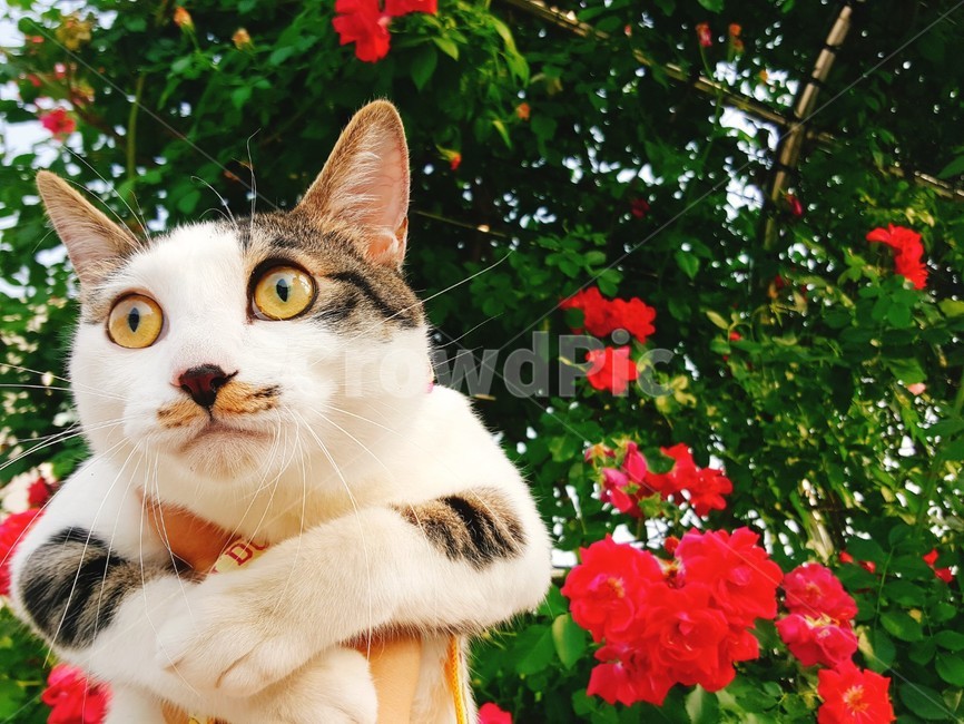 animal,동물,pet,mammal,cat,고양이,장미,꽃,동물,animal,포유류,mammal,고양이,cat,kitten,kitty