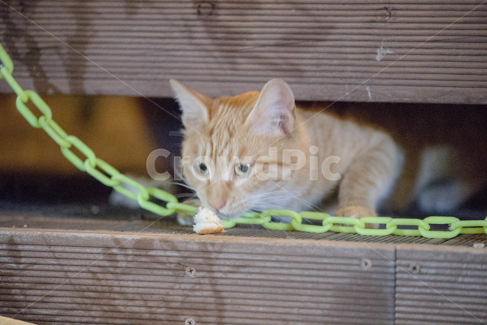 고양이,길고양이,동물,cat,pet,애완동물,포유류,동물,animal,포유류,mammal,고양이,cat,kitten,kitty