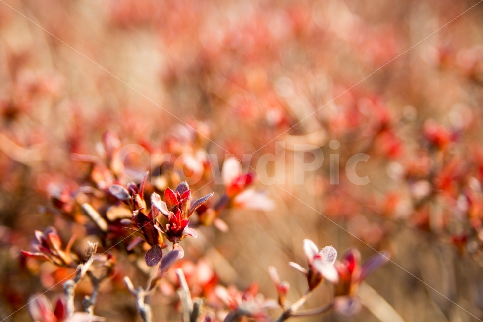 겨울,접사,아웃포커싱,추움,추위,붉은,빨간,꽃,식물,길거리,식물,자연,plants,nature