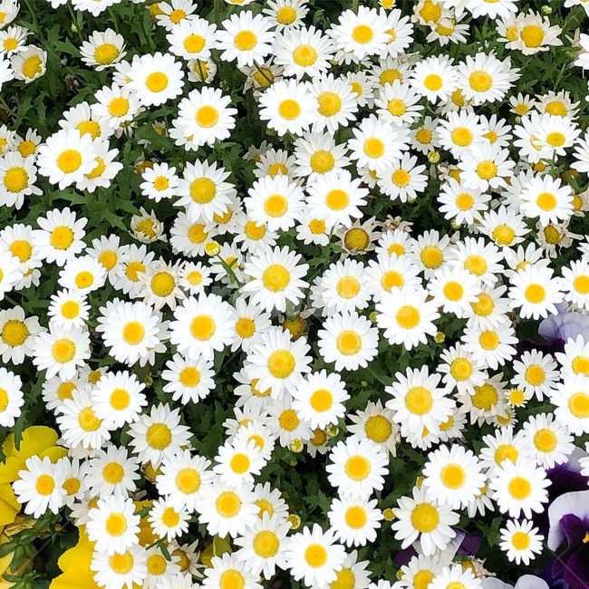 꽃,자연,봄,하얀꽃,꽃밭,flower,nature,spring