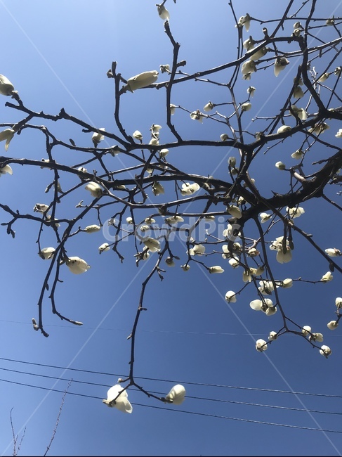 봄,white,목련,블루,하늘