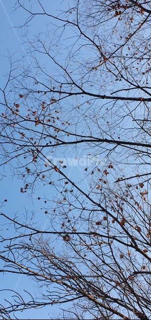 식물,tree,나무,겨울풍경,겨울나무,겨울하늘