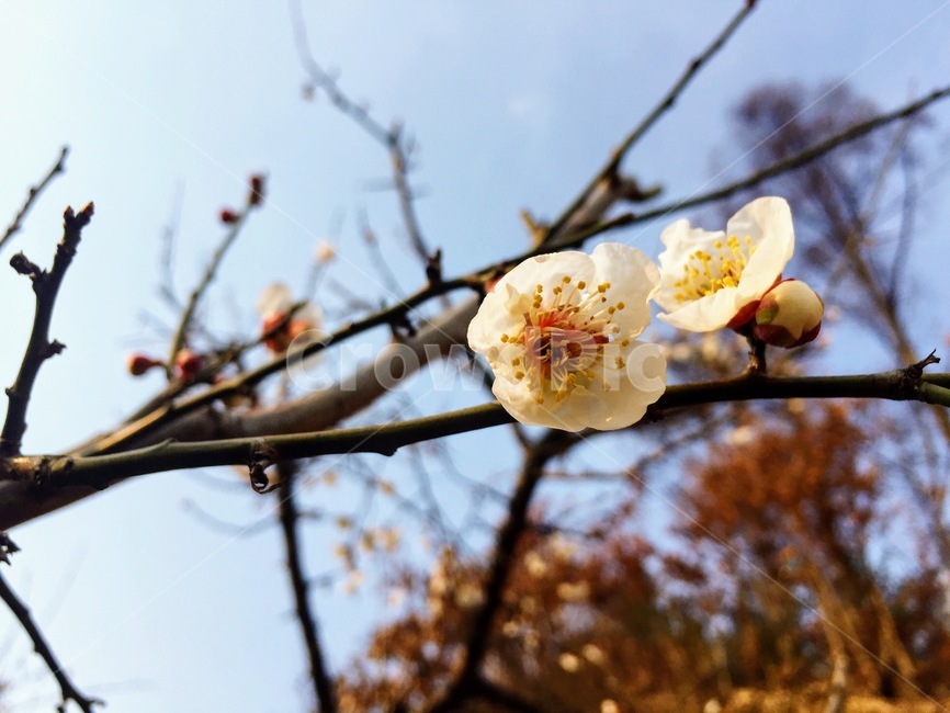 plant,식물,봄,매화,자연,꽃
