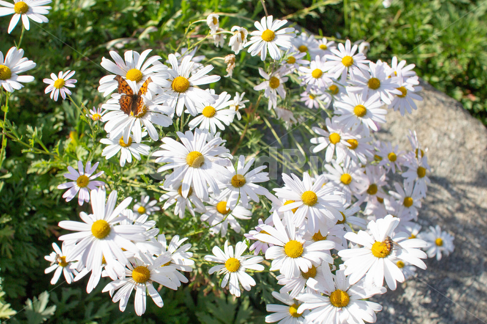 화분,화단,plant,식물,flower,꽃,daisies,데이지,식물,자연,plants,nature,꽃,flower