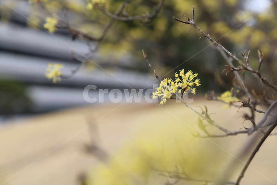 plant,식물,산수유,꽃,flower,corni,spring,봄