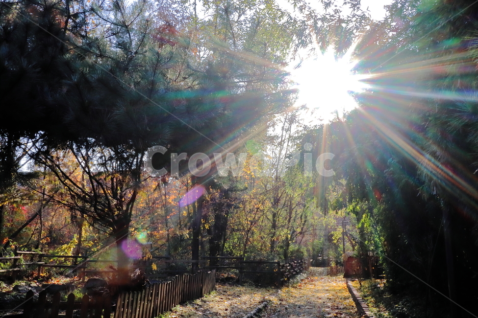빛,flare,sunlight,햇빛,나무,tree,식물,light,역광,감성,공원,플레어