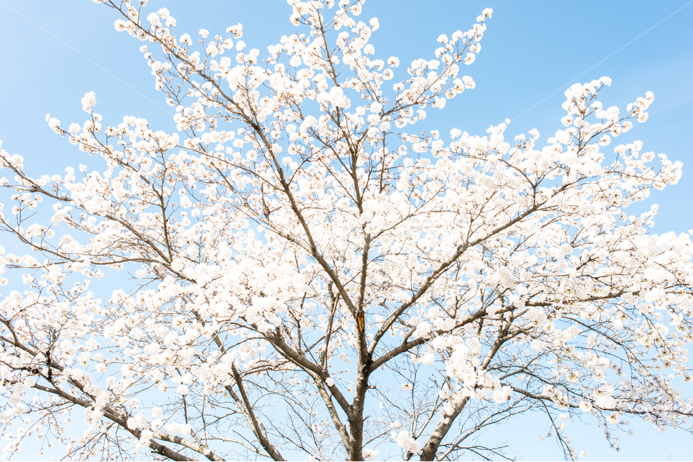 벚꽃,봄,감성,봄꽃,화이트,봄,계절,spring,season,식물,자연,plants,nature,꽃,flower,plant,cherry blossom,blossom