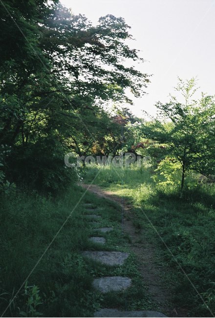 꽃,나무,감성,식물,자연,봄,자연,풍경,nature,landscape,outdoors,옥외,field,들,grassland,목초지
