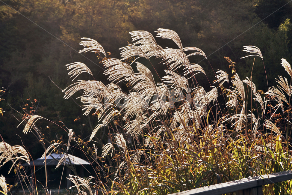 억새풀,억새,식물,가을,계절,갈대,자연,가을,계절,fall,autumn,season,식물,자연,plants,nature,grass,잔디,plant,lawn,reed