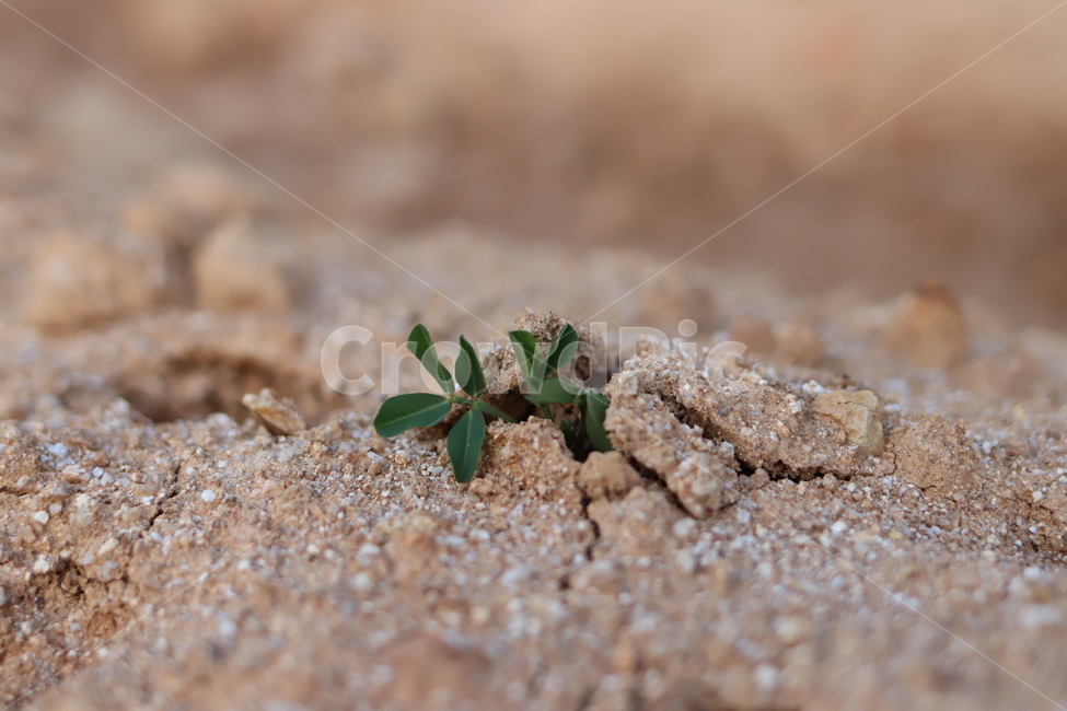 땅,새싹,생명,토지,풀,식물,plant,잡초,가뭄,ground,바닥