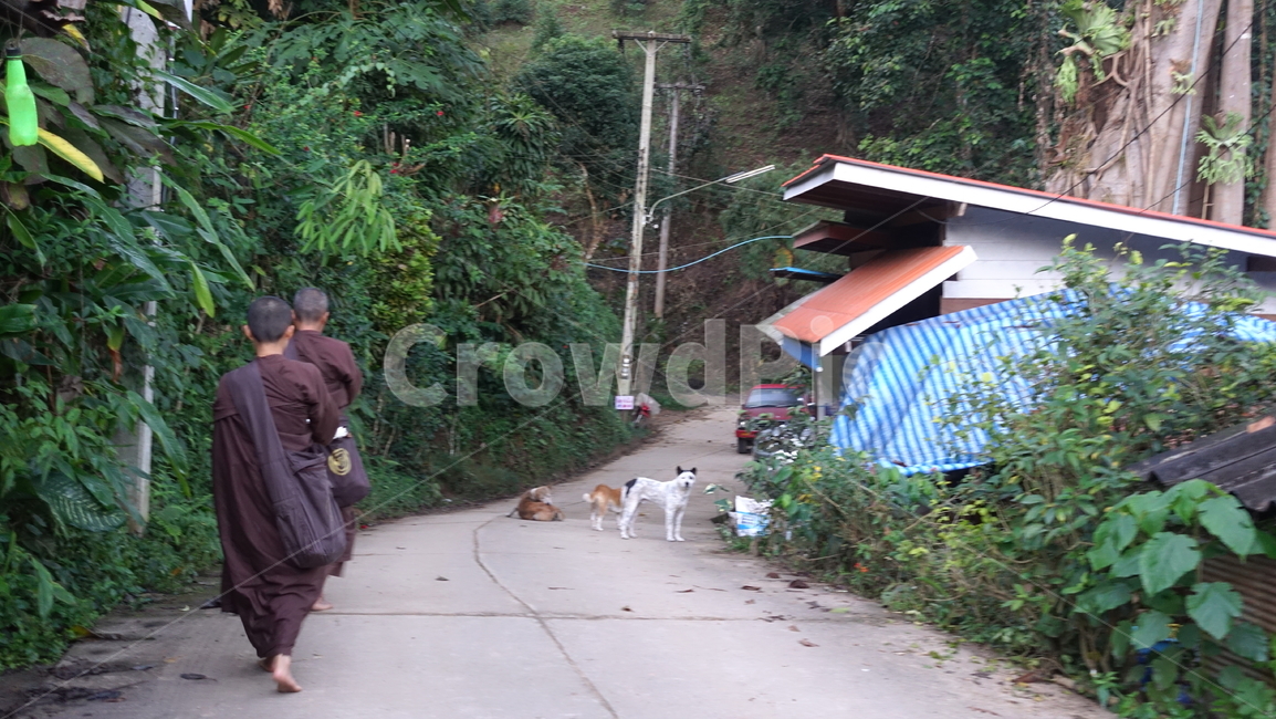 outdoor,야외,비구니,스님,승려,monk,nun,탁발,takbat,길,road,초록,green,풀,grass,수풀,나무,tree
