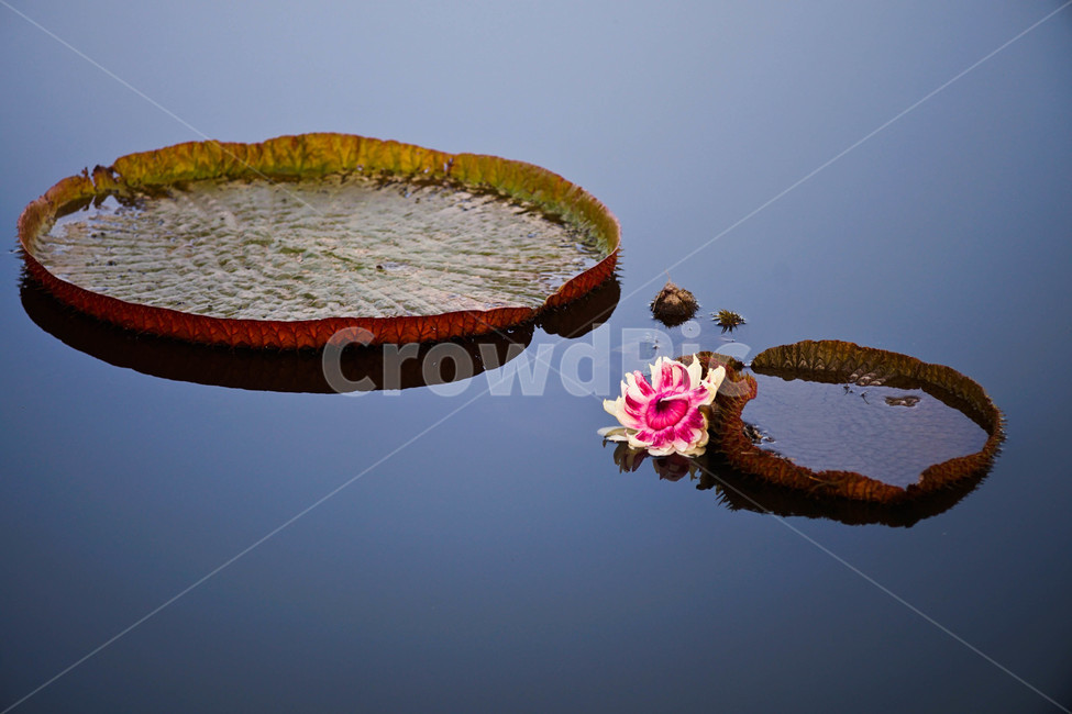 빅토리아연,밤의여왕,대관식,개화,아마존,야화,야생화,식물,자연,plants,nature,꽃,flower