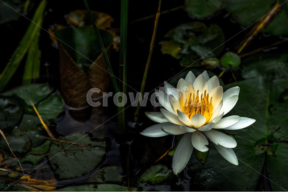 수련,꽃,식물,봄꽃,수생식물,식물,자연,plants,nature,꽃,flower
