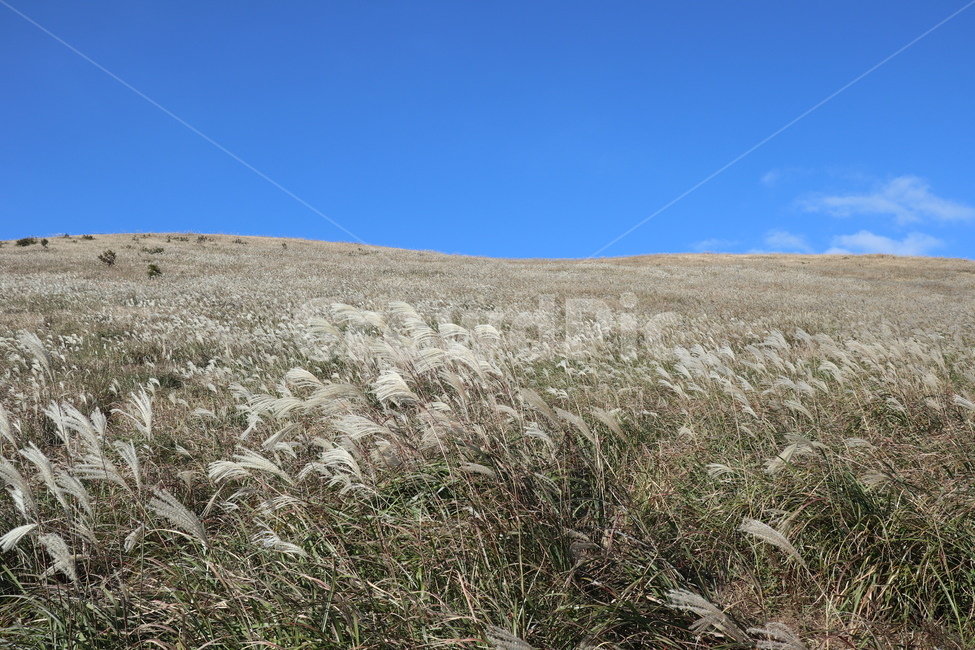제주도,새별오름,오름,억새,식물,잔디,nature,grass,plant,outdoors,옥외,자연,가을,계절,fall,autumn,season,자연,풍경,nature,landscape,식물,plants,lawn,reed,갈대