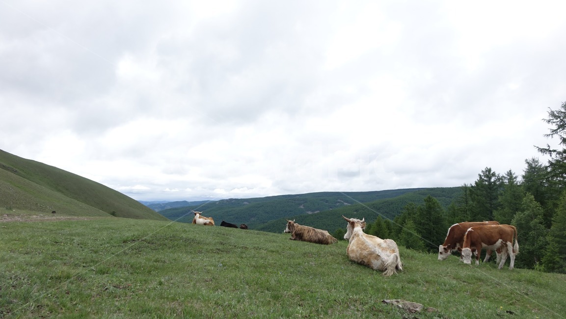 자연,grass,green,초록,nature,소,cow