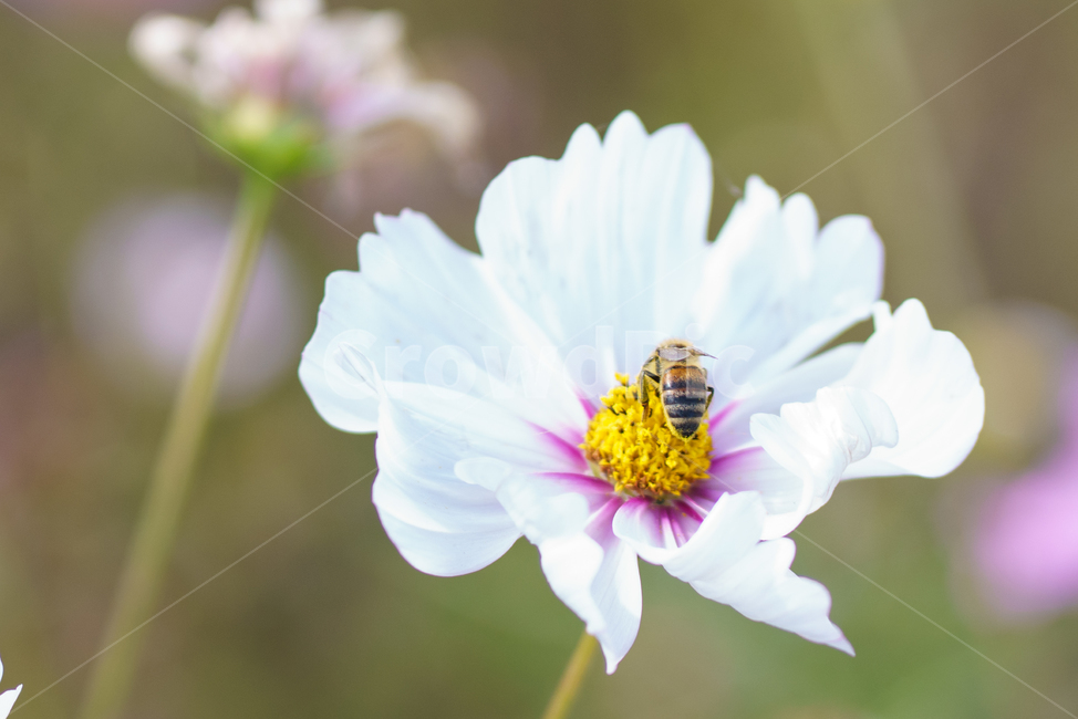 식물,벌,자연,꽃,코스모스,plants,nature,flower,가을,계절,fall,autumn,season,식물,자연,plants,nature,꽃,flower,동물,animal,곤충,벌레,insect,bug,plant,invertebrate,무척추 동물,bee