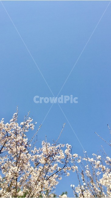 하늘,벚꽃,하얀색꽃,배경화면,스마트폰배경화면,자연,풍경,흰색꽃,봄,계절,spring,season,식물,자연,plants,nature,꽃,flower,plant