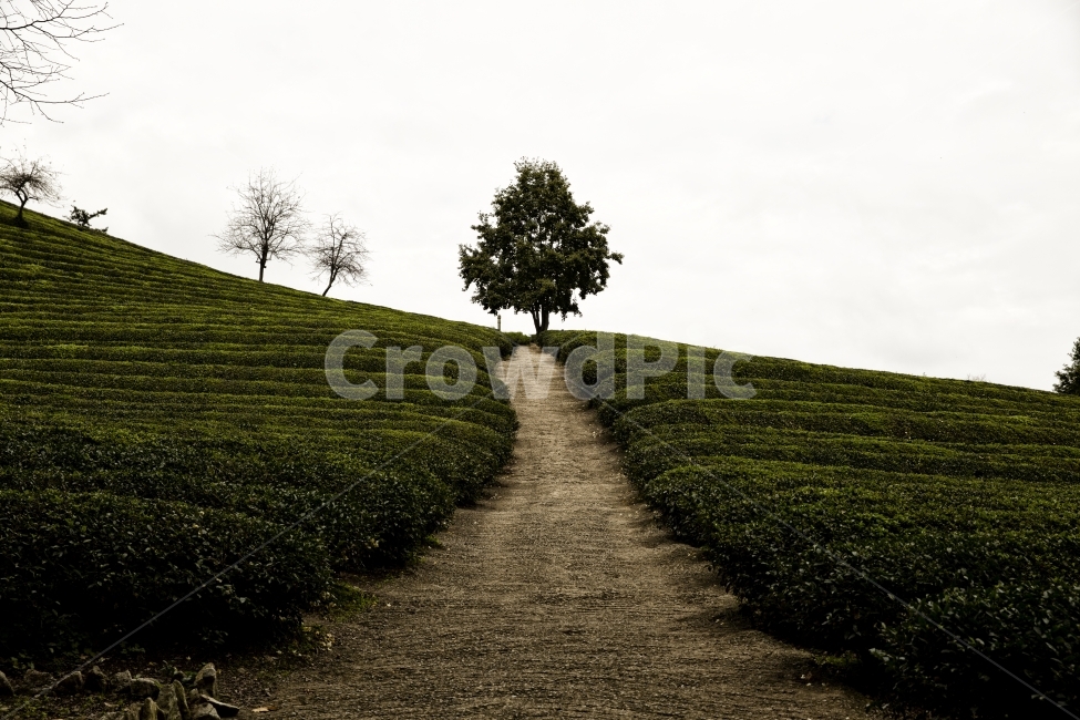 길,길사진,감성,자연,풍경,녹차밭,자연,풍경,nature,landscape,식물,plants,나무,trees,wood,tree,plant