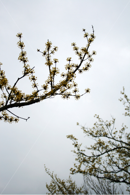 산수유,봄,봄꽃,꽃,노란색,감성,봄날,spring,flower,봄,계절,spring,season,식물,자연,plants,nature,꽃,flower,plant
