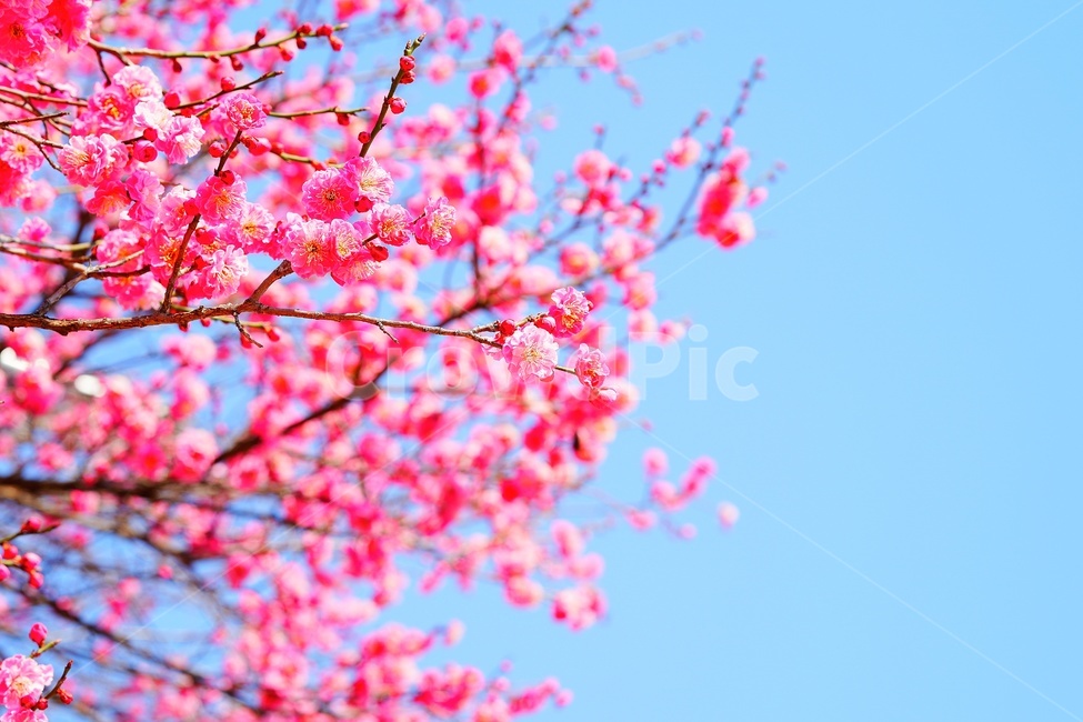 apricotflower,매화꽃,홍매화,plant,식물,blossom,꽃,flower