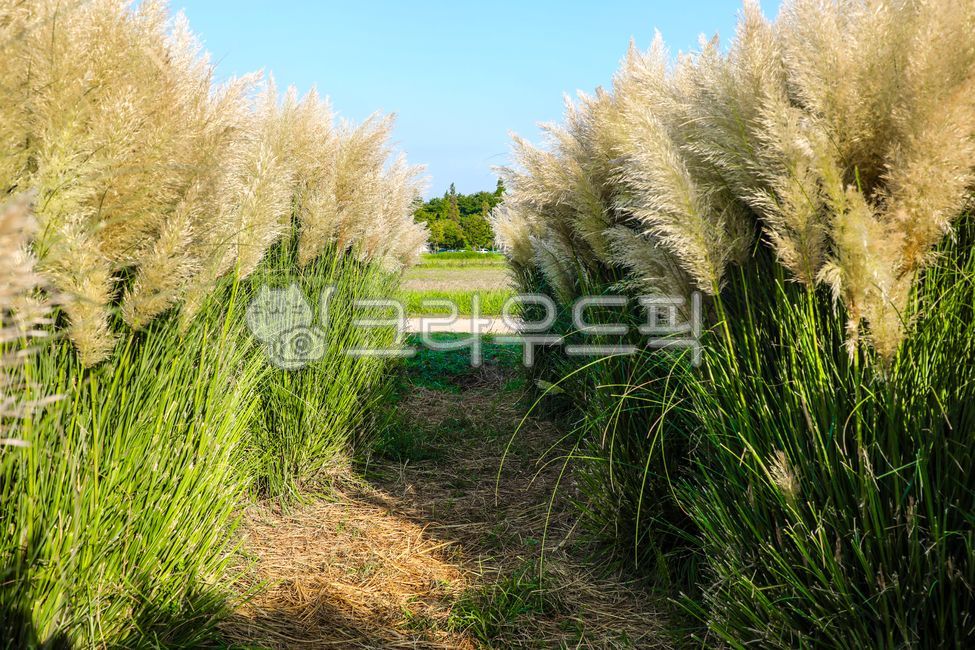 팜파스,팜파스그라스,대형억새,억새,팜파스식재,pampas,pampasgrass,bigbillionyearold,pampasvegetable