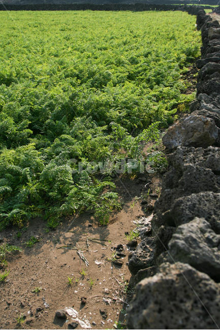 야채,다이어트,건강,유기농,제주,농장,자연,carrot,carrots,food,vegetable,fresh,orange,bunch,organic,healthy,vegetables,green,raw,isolated,root,agriculture,garden,diet,market,vegetarian,leaf,white,harvest,vitamin,ripe,nature,carrotcarrot,farm,closeup,color,colorful,country,diete,cofarmer,farmersmarket,farming,background,health,healthyfoods,healthylife,healthylifestyle,healthylifestylebackground,jejuisland,jejukorea,natural,naturelandscape,nutrition,organicbackground,organicfarm,자연,풍경,nature,landscape,한국자연풍경,한국자연경관,korea nature landscape,제주도,jeju,jeju island