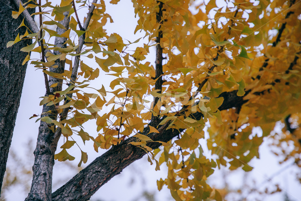 노랑,단풍,은행,나무,가을,가을,계절,fall,autumn,season,식물,자연,plants,nature,plant,leaf,잎,tree