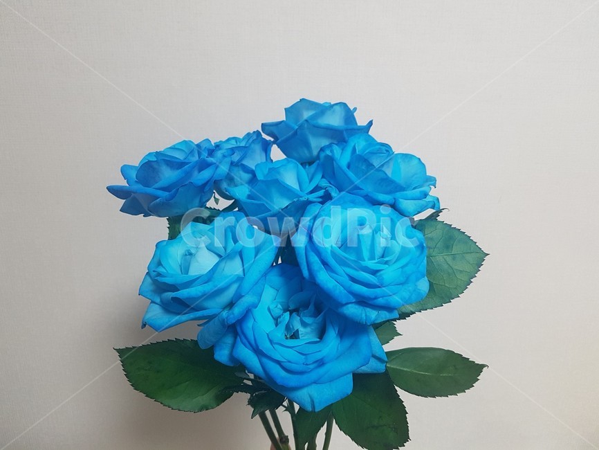 rose,장미,꽃,flower,blossom,blue,파랑,파란색,파란색장미,파랑장미,파랑꽃,파란색꽃,식물,자연,plants,nature,꽃,flower