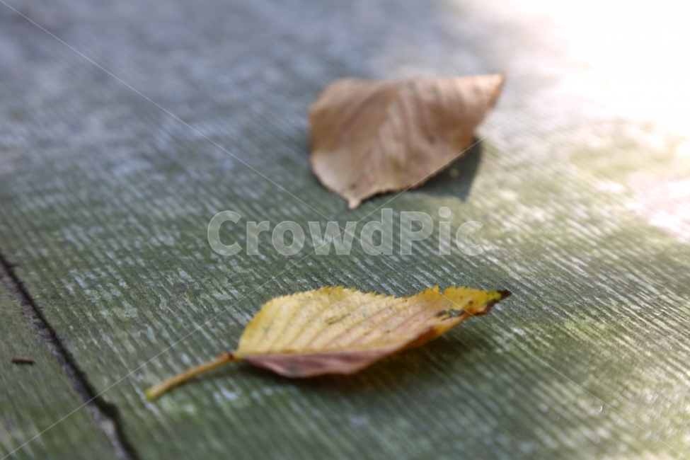 낙엽,가을,자연,쓸쓸함,갈색,가을감성,가을사진,가을,계절,fall,autumn,season,식물,자연,plants,nature,leaf,잎,plant