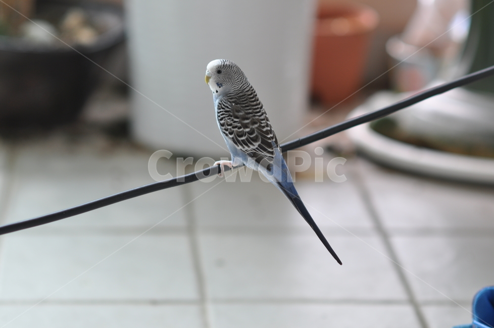 사랑앵무,잉꼬,새,조류,앵무새,파란새,동물,animal,조류,새,birds