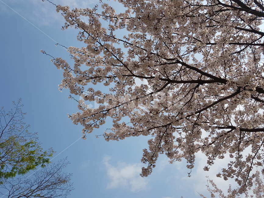 plant,flower,blossom,꽃,벚꽃,식물,식물,자연,plants,nature