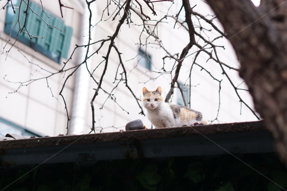 길고양이,고양이,cat,지붕위,겨울고양이,동물,animal,포유류,mammal,고양이,cat,kitten,kitty