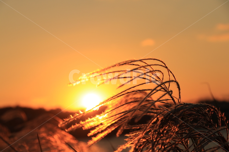 석양,갈대,억새,sunset,reed,가을,계절,fall,autumn,season,light,빛,flare,플레어,nature,자연,grass,잔디,plant,식물,outdoors,옥외