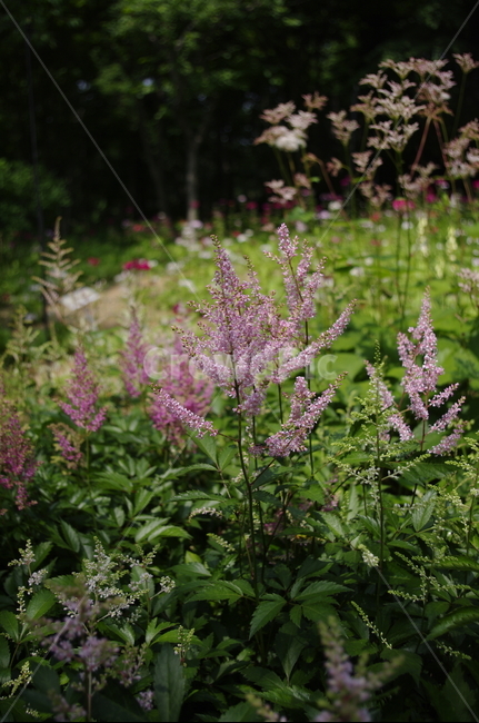 노루오줌,초록,잎,꽃,flower,식물,plant,계절,봄,spring,식물,자연,plants,nature,꽃,flower