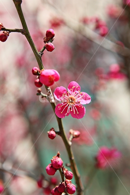 홍매화,매화,꽃,봄꽃,붉은꽃,식물,자연,봄,봄,계절,spring,season